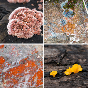 Colourful fungi are used as dye in new type of fabrics