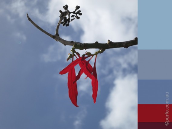 Blue sky with red leaf